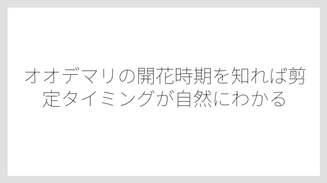 オオデマリの開花時期を知れば剪定タイミングが自然にわかる