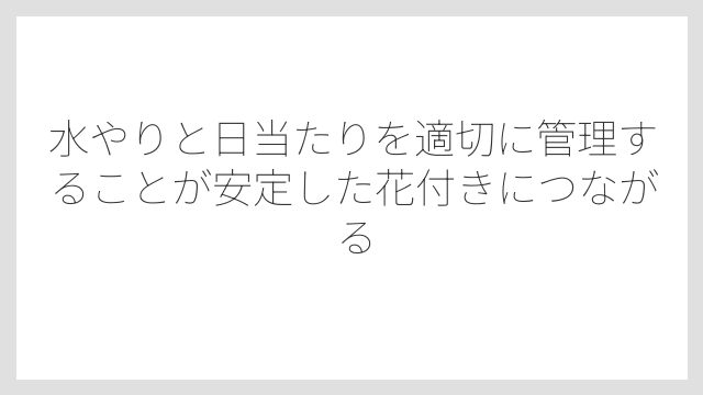 水やりと日当たりを適切に管理することが安定した花付きにつながる