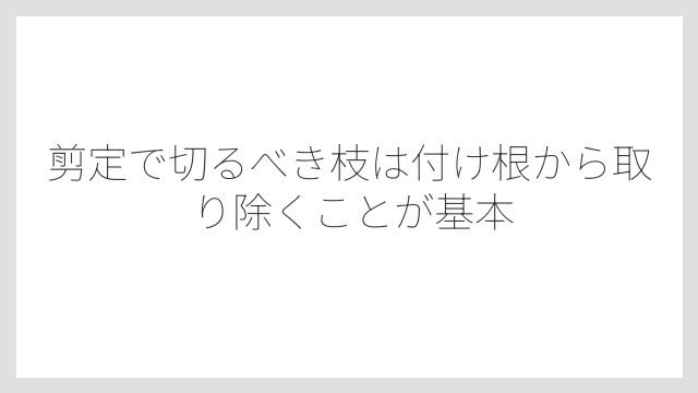 剪定で切るべき枝は付け根から取り除くことが基本