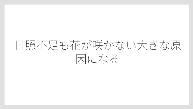 日照不足も花が咲かない大きな原因になる