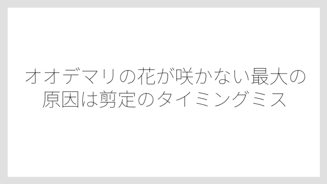 オオデマリの花が咲かない最大の原因は剪定のタイミングミス