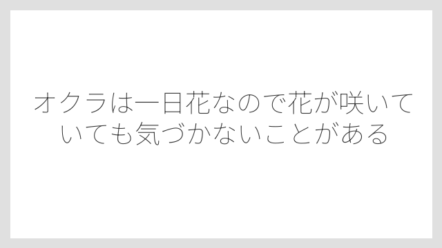 オクラは一日花なので花が咲いていても気づかないことがある