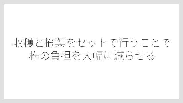 収穫と摘葉をセットで行うことで株の負担を大幅に減らせる