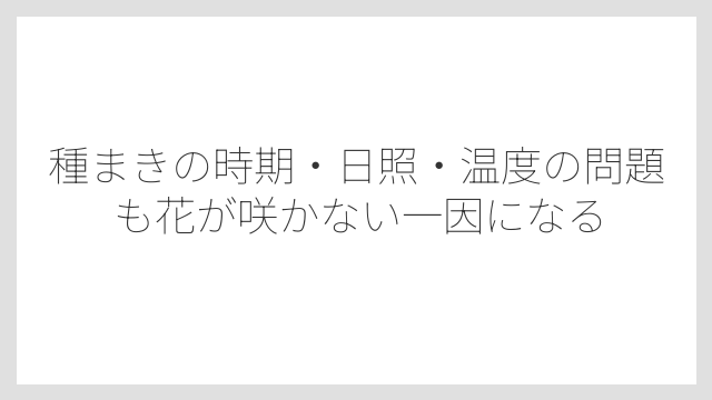 種まきの時期・日照・温度の問題も花が咲かない一因になる