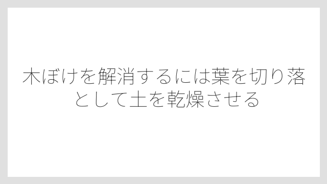 木ぼけを解消するには葉を切り落として土を乾燥させる