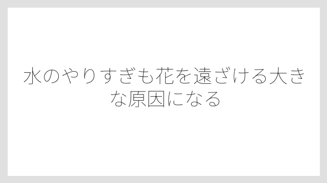 水のやりすぎも花を遠ざける大きな原因になる