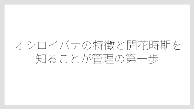 オシロイバナの特徴と開花時期を知ることが管理の第一歩