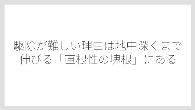 駆除が難しい理由は地中深くまで伸びる「直根性の塊根」にある