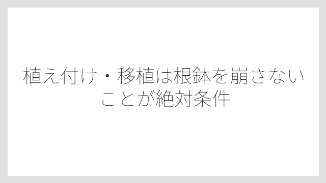 植え付け・移植は根鉢を崩さないことが絶対条件