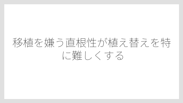 移植を嫌う直根性が植え替えを特に難しくする