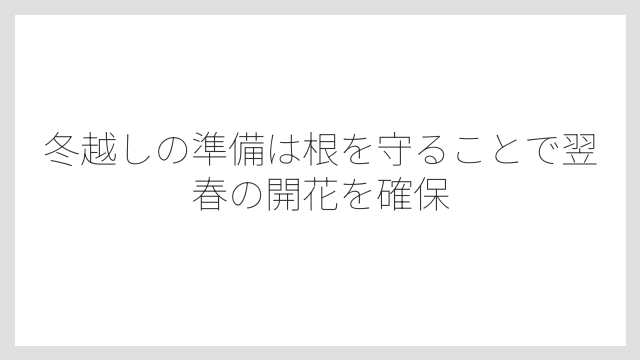冬越しの準備は根を守ることで翌春の開花を確保