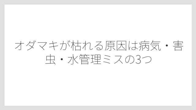 オダマキが枯れる原因は病気・害虫・水管理ミスの3つ