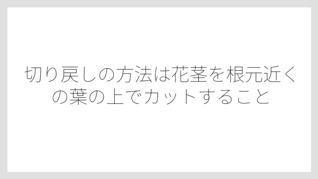 切り戻しの方法は花茎を根元近くの葉の上でカットすること