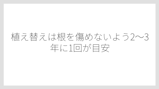 植え替えは根を傷めないよう2〜3年に1回が目安