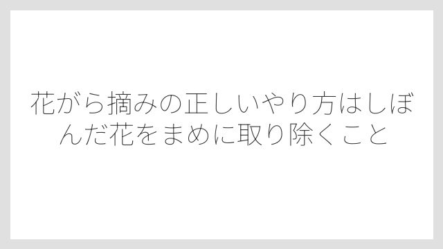 花がら摘みの正しいやり方はしぼんだ花をまめに取り除くこと