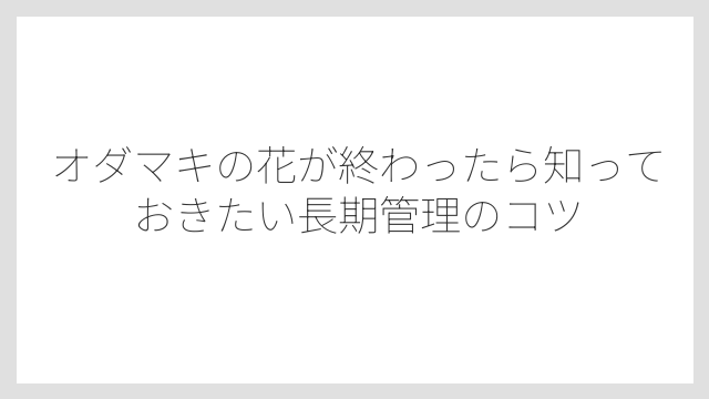 採取した種の保存方法は冷蔵庫の野菜室で乾燥保管すること