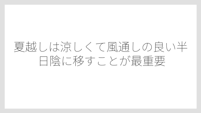 夏越しは涼しくて風通しの良い半日陰に移すことが最重要
