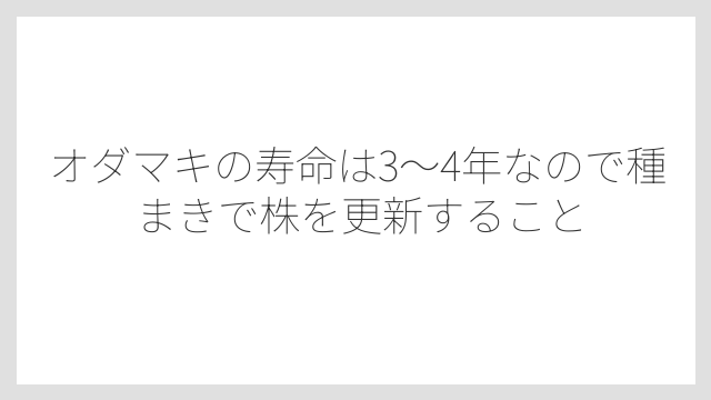 オダマキの寿命は3〜4年なので種まきで株を更新すること