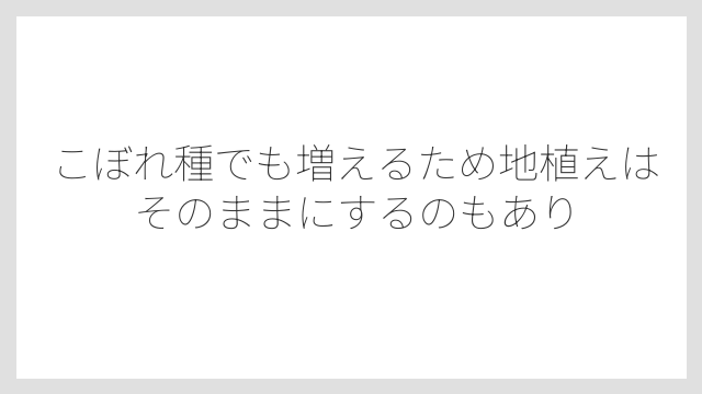 こぼれ種でも増えるため地植えはそのままにするのもあり