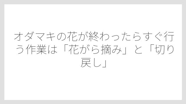 オダマキの花が終わったらすぐ行う作業は「花がら摘み」と「切り戻し」