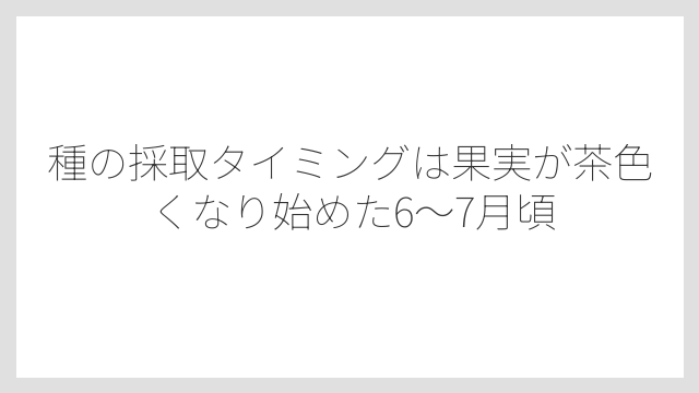 種の採取タイミングは果実が茶色くなり始めた6〜7月頃