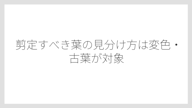 剪定すべき葉の見分け方は変色・古葉が対象