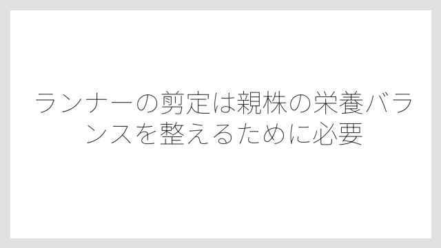 ランナーの剪定は親株の栄養バランスを整えるために必要