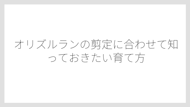 オリズルランを剪定しないと株が弱っていく