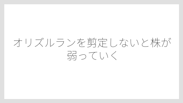 オリズルランを剪定しないと株が弱っていく