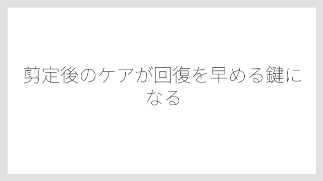 剪定後のケアが回復を早める鍵になる