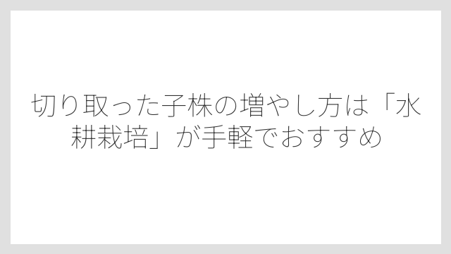 切り取った子株の増やし方は「水耕栽培」が手軽でおすすめ