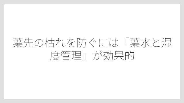葉先の枯れを防ぐには「葉水と湿度管理」が効果的