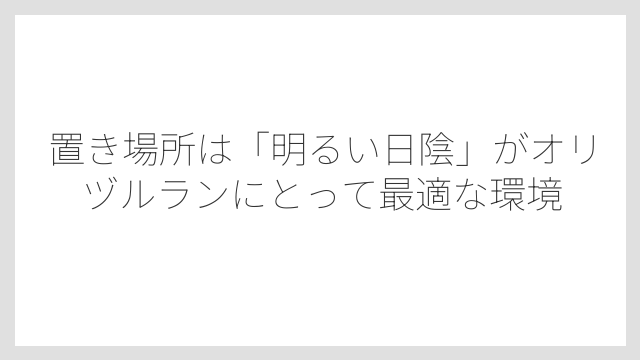 置き場所は「明るい日陰」がオリヅルランにとって最適な環境
