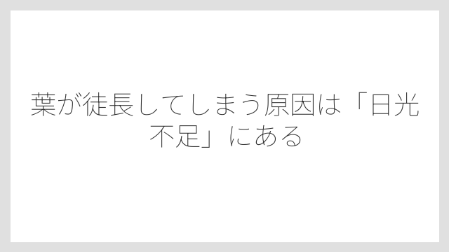 葉が徒長してしまう原因は「日光不足」にある