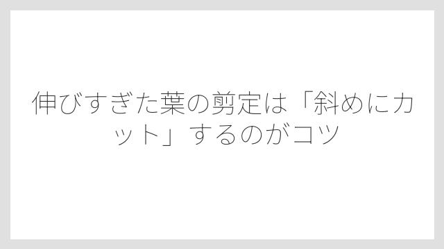伸びすぎた葉の剪定は「斜めにカット」するのがコツ