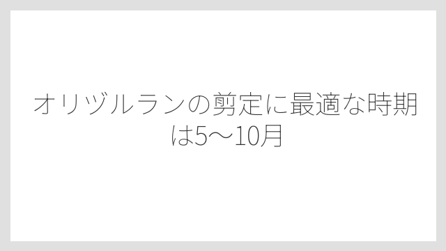 オリヅルランの剪定に最適な時期は5〜10月
