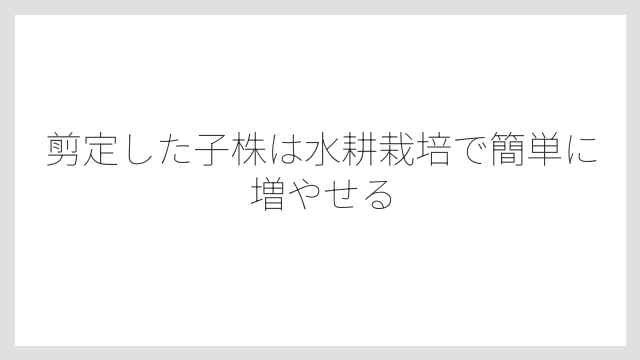 剪定した子株は水耕栽培で簡単に増やせる