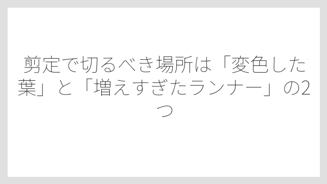 剪定で切るべき場所は「変色した葉」と「増えすぎたランナー」の2つ