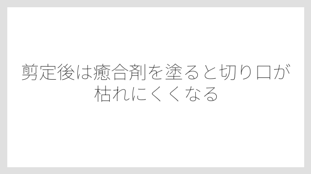 剪定後は癒合剤を塗ると切り口が枯れにくくなる