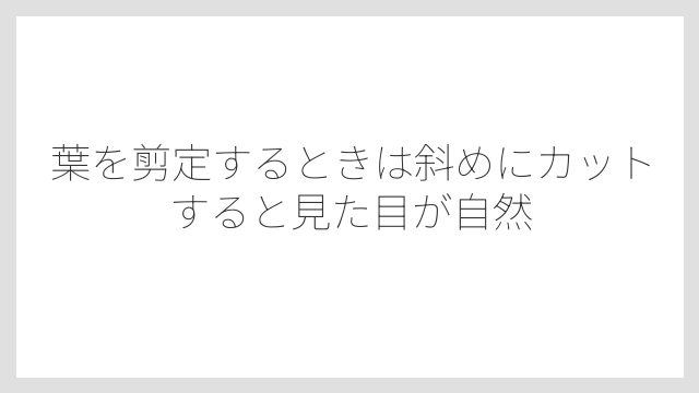 葉を剪定するときは斜めにカットすると見た目が自然