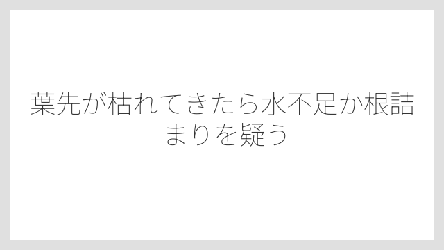 葉先が枯れてきたら水不足か根詰まりを疑う