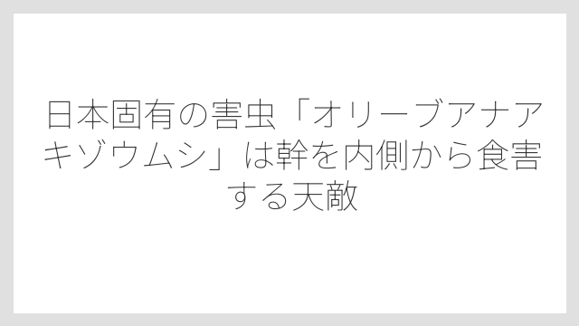 日本固有の害虫「オリーブアナアキゾウムシ」は幹を内側から食害する天敵