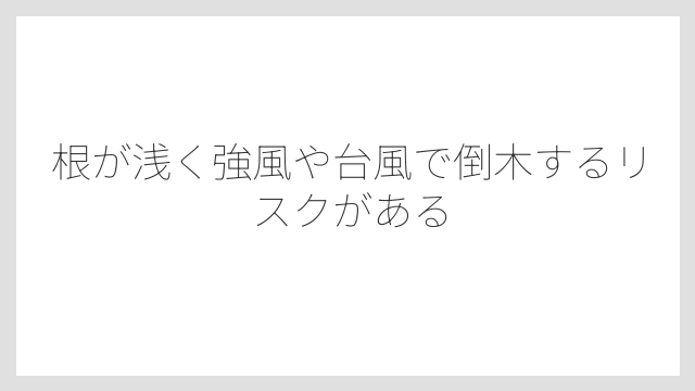 根が浅く強風や台風で倒木するリスクがある