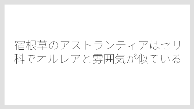 宿根草のアストランティアはセリ科でオルレアと雰囲気が似ている