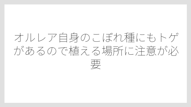 オルレア自身のこぼれ種にもトゲがあるので植える場所に注意が必要