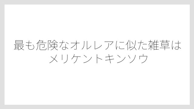 最も危険なオルレアに似た雑草はメリケントキンソウ