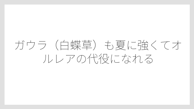 ガウラ（白蝶草）も夏に強くてオルレアの代役になれる