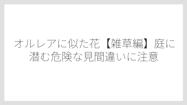 オルレアに似た花【雑草編】庭に潜む危険な見間違いに注意