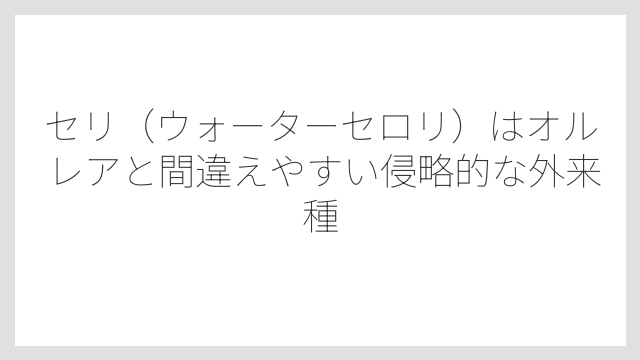 セリ（ウォーターセロリ）はオルレアと間違えやすい侵略的な外来種