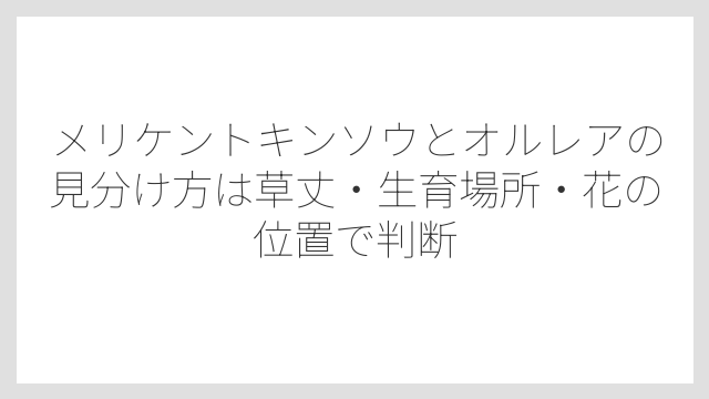 メリケントキンソウとオルレアの見分け方は草丈・生育場所・花の位置で判断